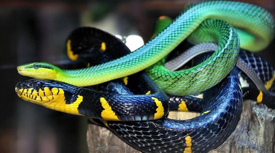 Торговая стратегия для опционов«Color Snake»