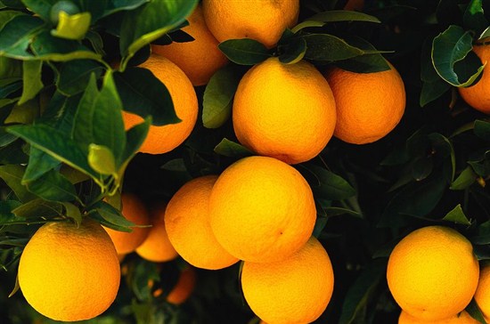 Торговая система «Orange» - самая сочная торговля бинарными опционами
