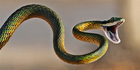 Стратегия торговли бинарами «Slow Snake»